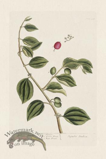 BEE 388 Indian Apples